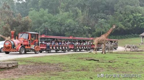 广州长隆海洋公园旅游攻略,广州长隆动物园一日游套票