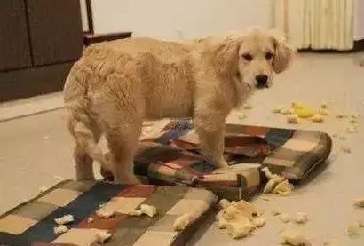 狗狗总是趁主人不在家拆家怎么办,主人不在家狗狗搞破坏是什么原因