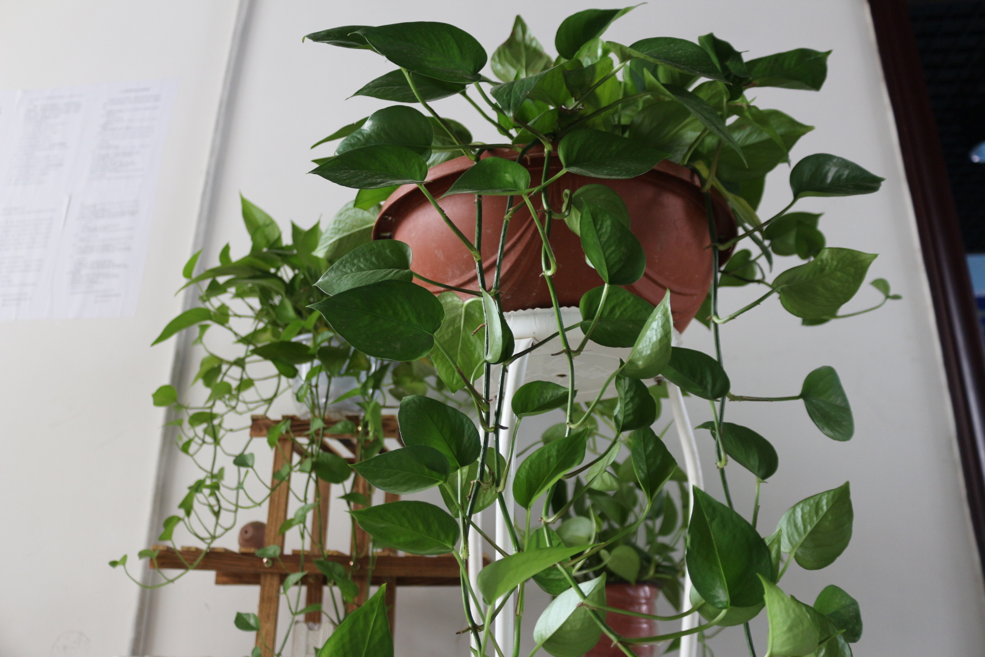 绿萝叶子发黄快速补救方法水养,绿萝叶子发黄怎么补救水养