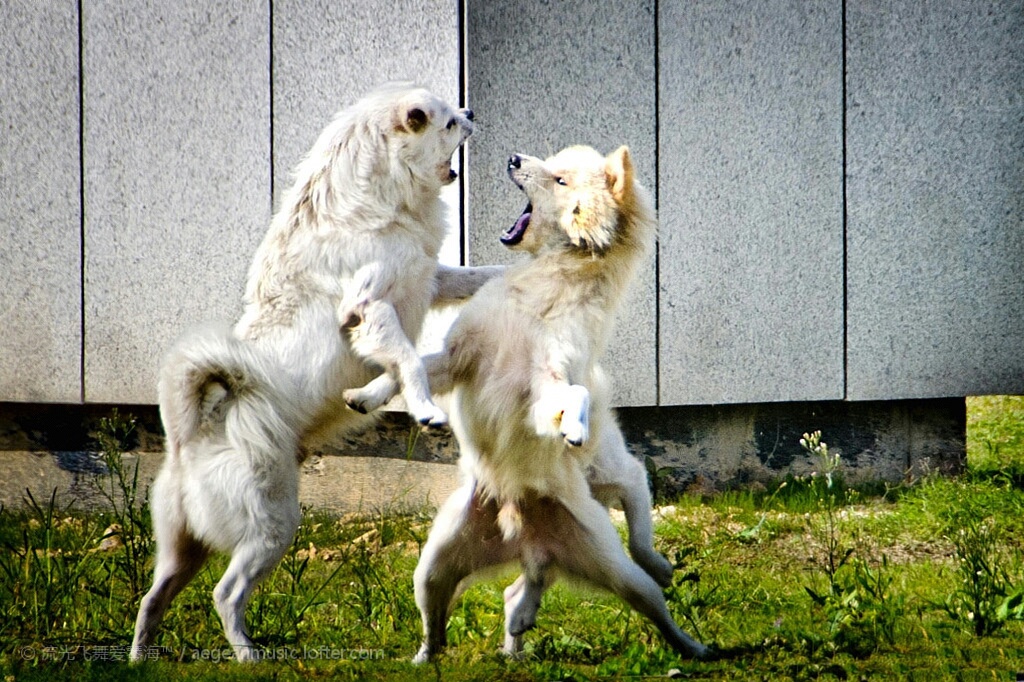 两只狗经常吵架怎么办,两个狗狗经常在一起打架怎么办