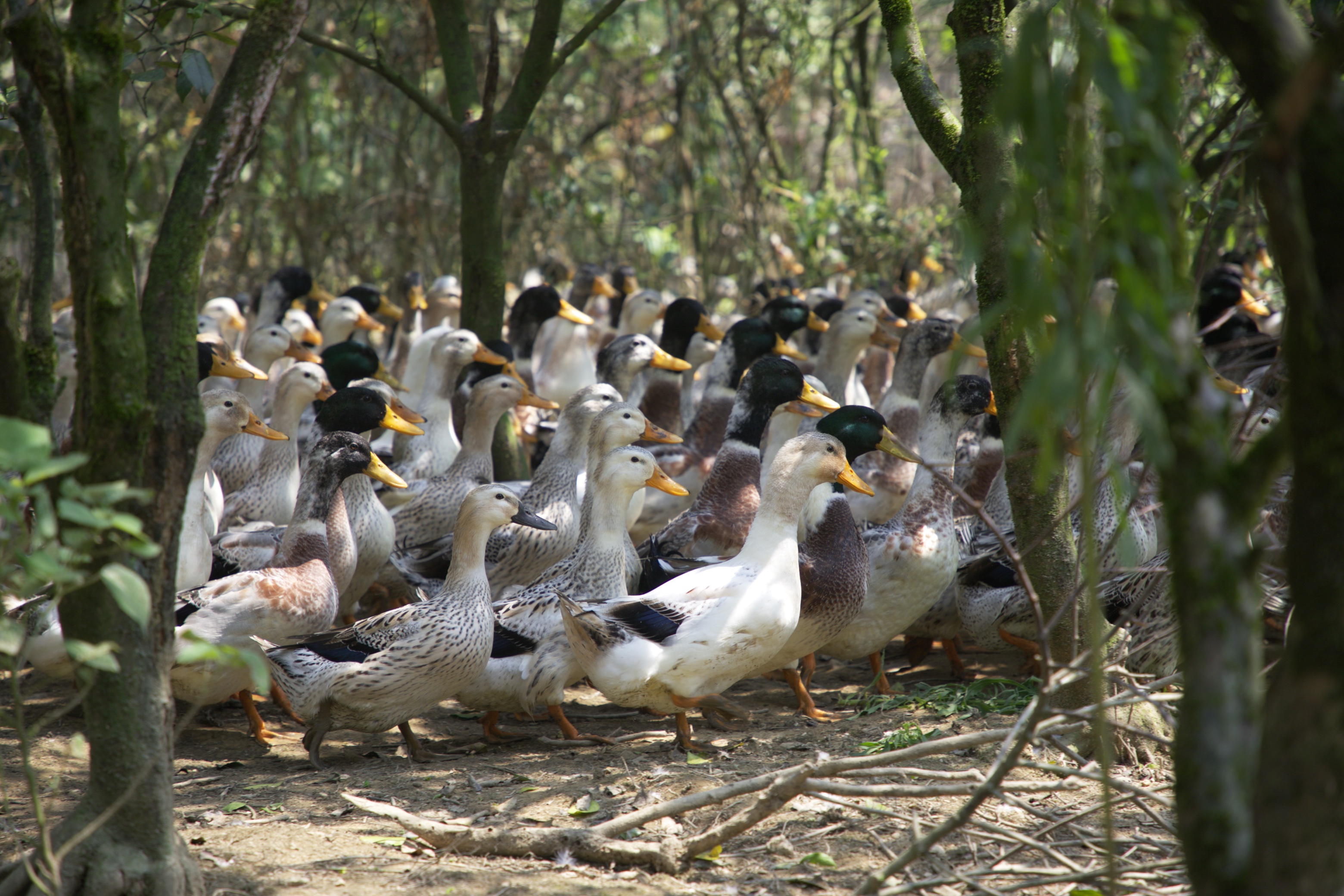 融水特色生态农业产业园,广西融水县特色产品