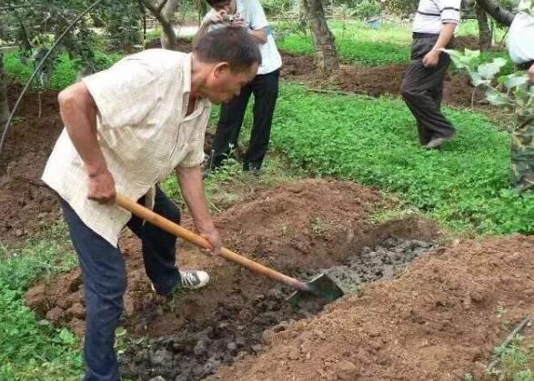 苹果花叶斑病怎么办,苹果花脸病最好的防治办法
