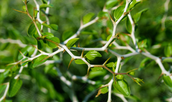 蟒蛇吞蛇被撑死,蟒蛇被眼镜蛇吞