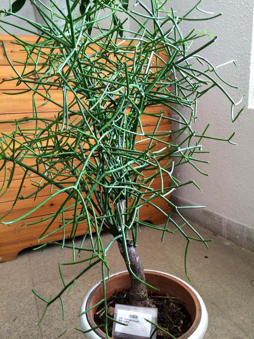 100种常见花卉图谱，收藏起来慢慢看，从此识花不求人