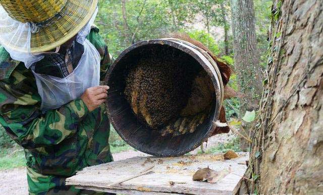 蜂蜜不能乱喝详解各种蜂蜜知识,蜂蜜有什么缺点和危害