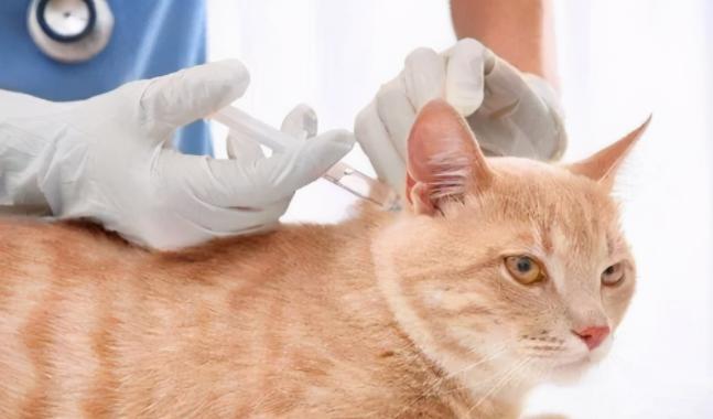 给猫咪乱喂驱虫药危至生命？你要知道这些