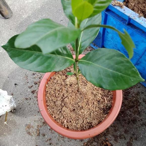 塑料瓶绑在月季上能生根吗视频,水扦插适应哪些花卉