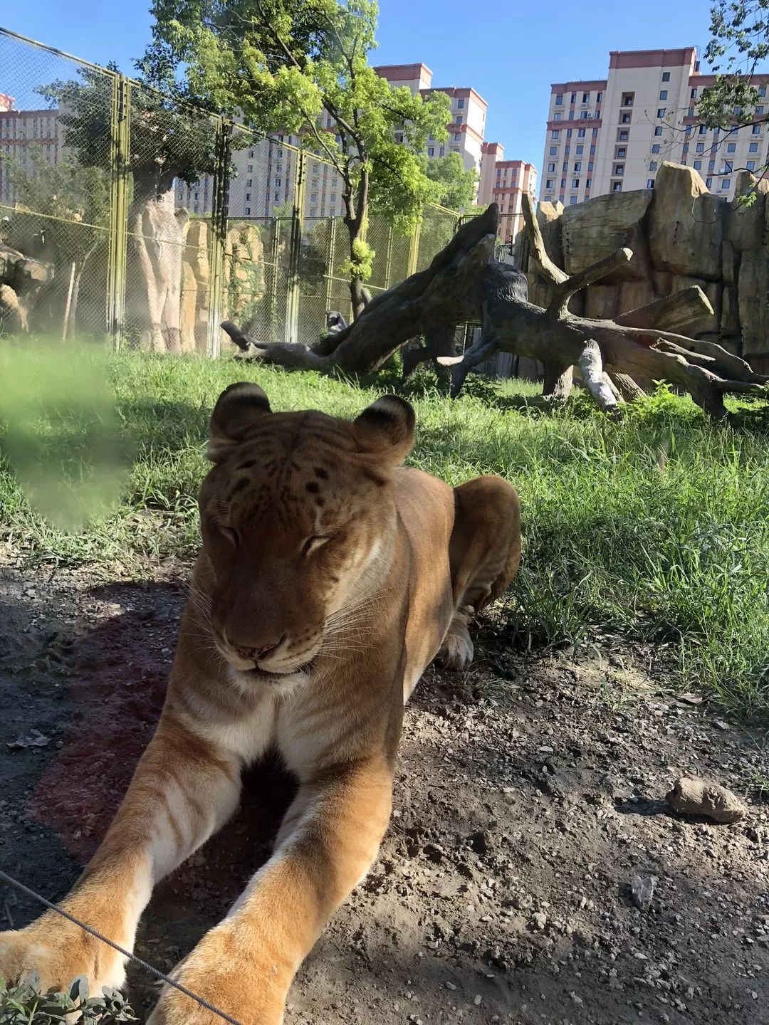 上海动物园打卡攻略,上海野生动物园的旅游路线示意图