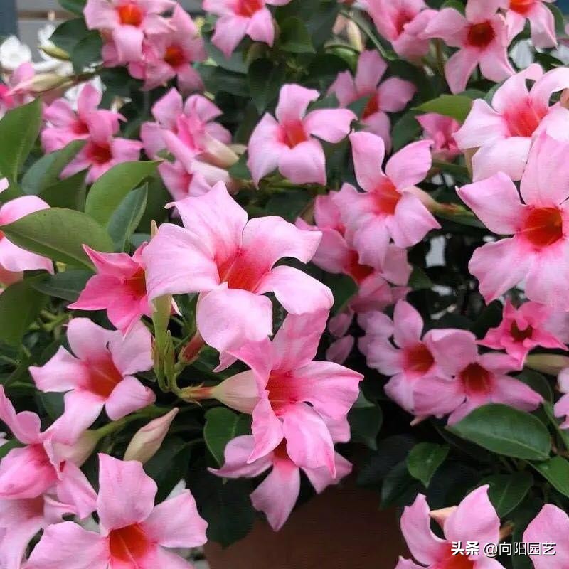 飘香藤盆栽几年结果的,飘香藤怎么养才可以开花