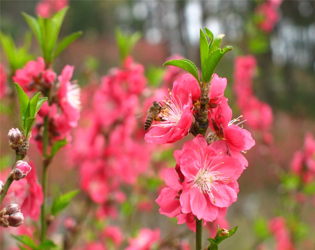 桃花盆栽种植视频小技巧,观赏桃花的养殖方法和注意事项