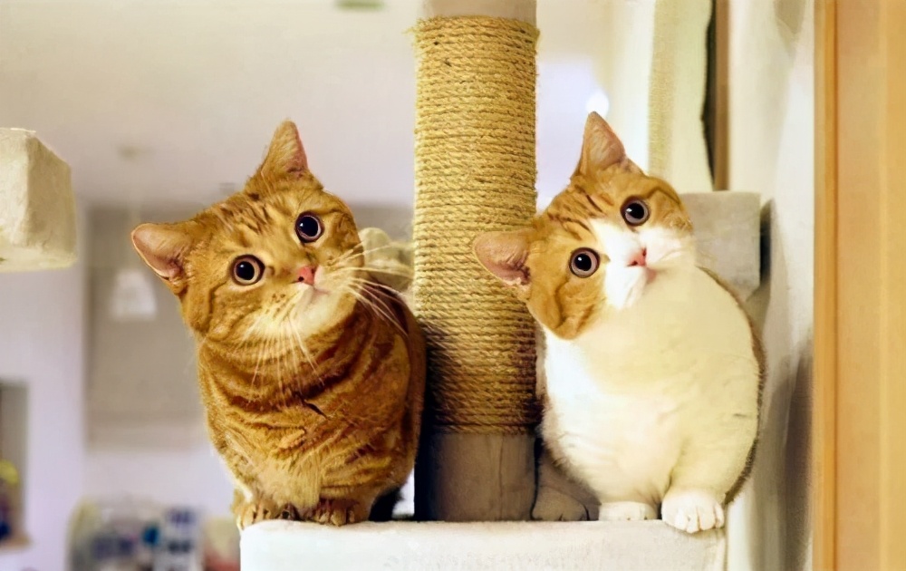 猫咪发情了怎么办?做好这几点,你也是个专业的铲屎官