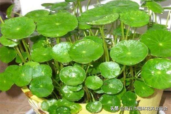 镜面草为什么叫镜面草,镜面草长得特别长可以剪短吗