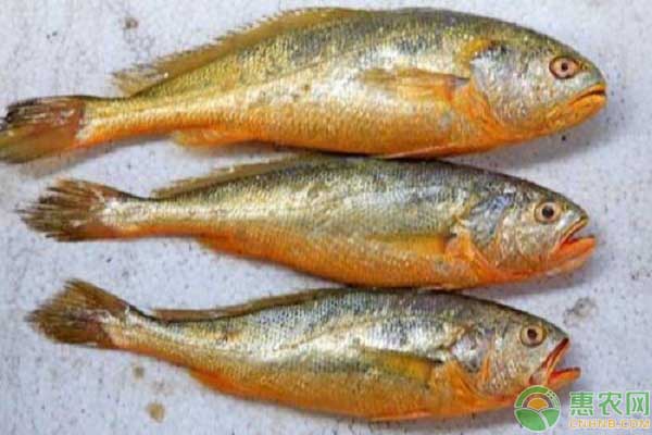 大黄鱼为什么那么贵,大黄鱼怎么吃比较好