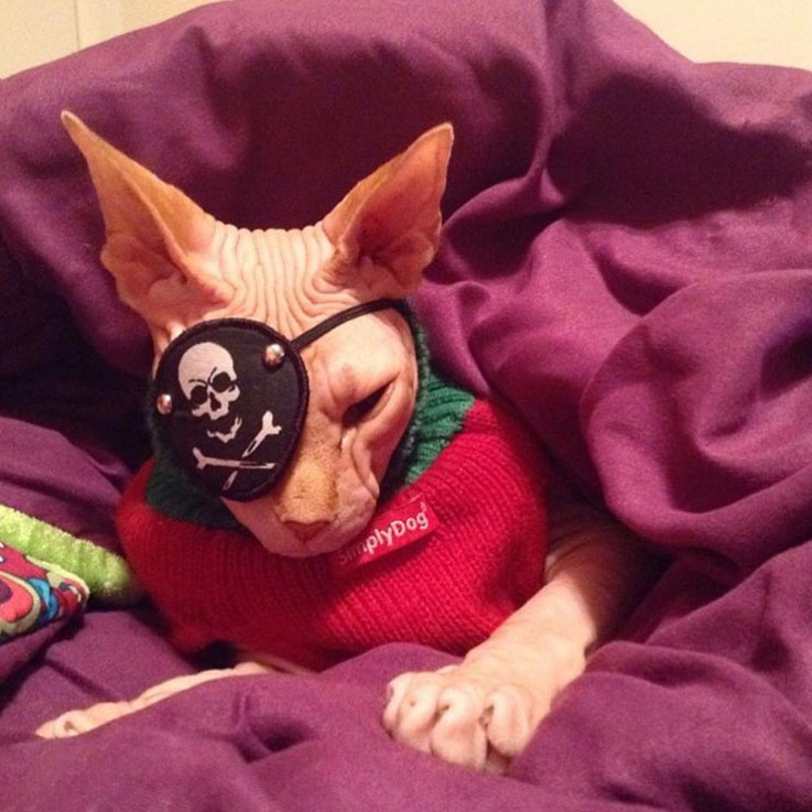 无毛猫眼睛一个大一个小,短毛猫眼神特写