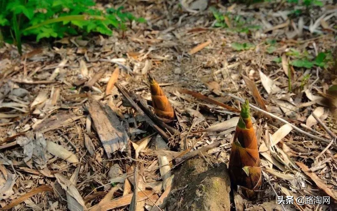 五一小长假结束再看一波各地美景,五一小长假去哪登山踏青看花好