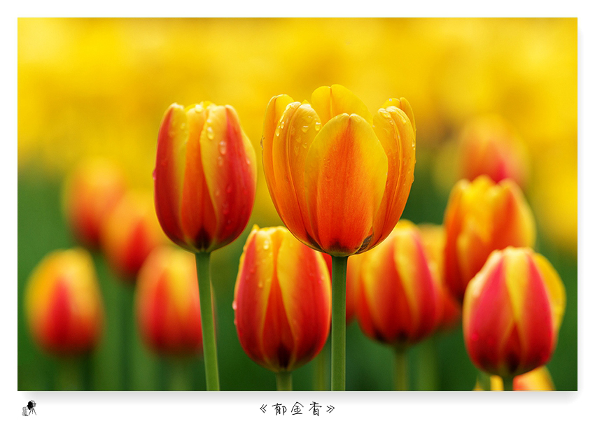 郁金香（turban）——爱情的花语，美丽的丝巾