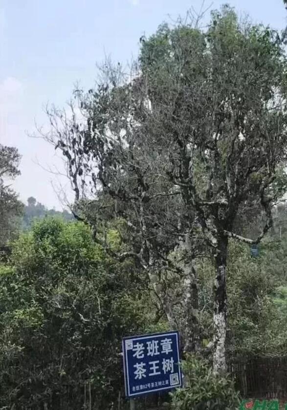 老班章茶王树现状,云南老班章村茶王树介绍