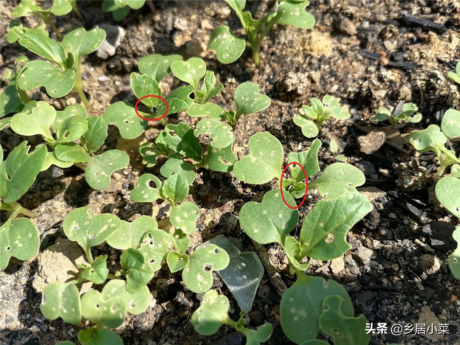 种蔬菜治虫的小妙招,种蔬菜打虫用什么药水