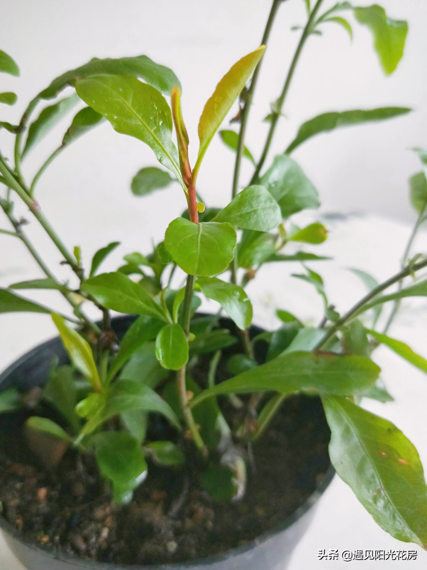 蓝雪花新叶卷曲干枯的原因,蓝雪花花苞和新叶干枯怎么办