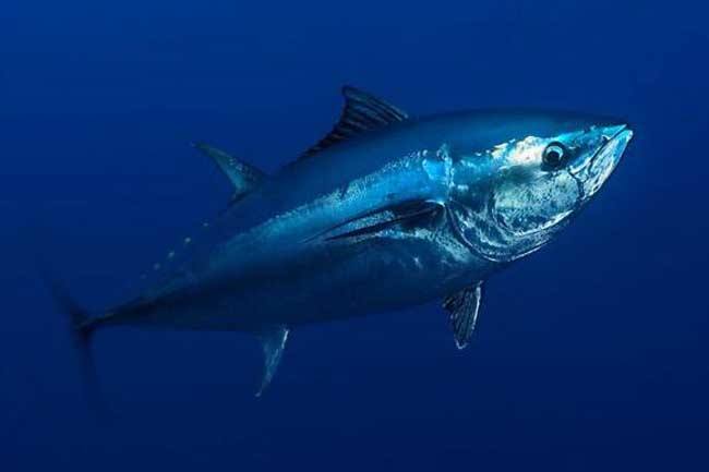 所有动物是怎么游泳的,小动物们是怎么游泳的