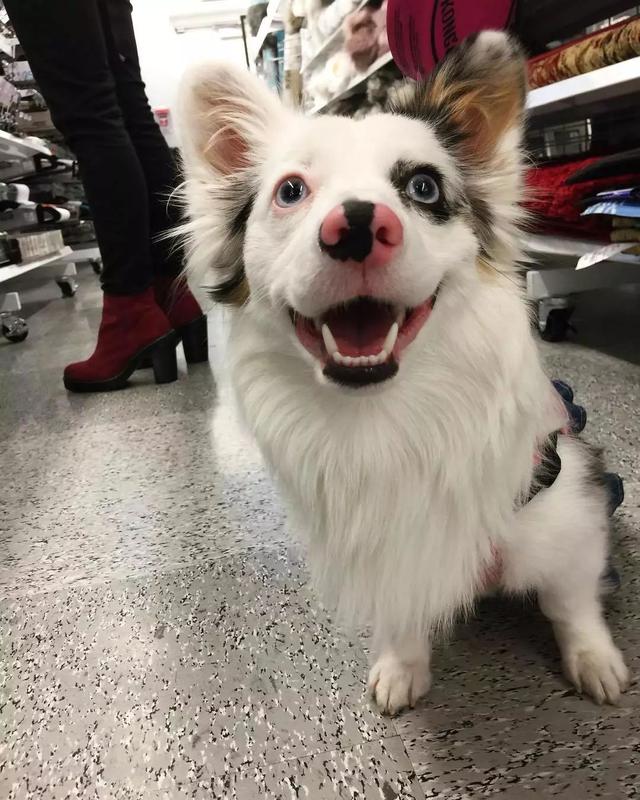 比柯基短腿好看的狗,和柯基杂交的狗狗都是小短腿吗