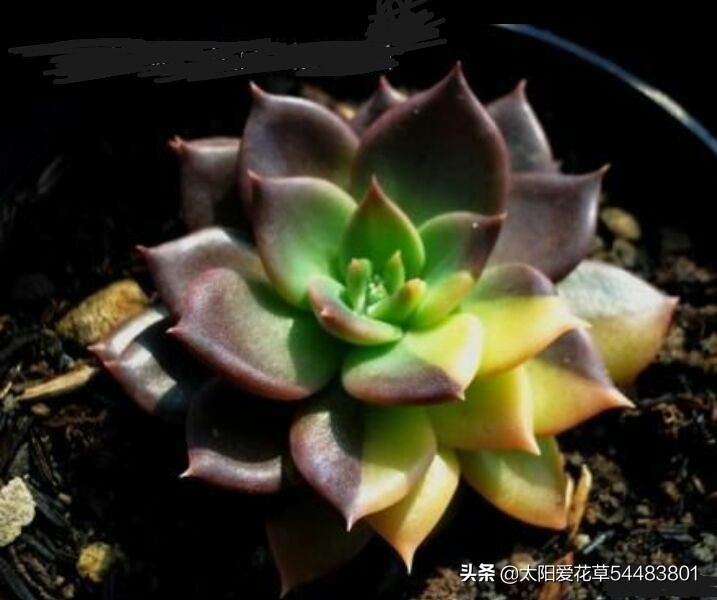 多肉白花韧锦养殖方法,黑王子锦多肉怎么养