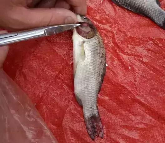 鱼孢子虫病,淡水鱼孢子虫