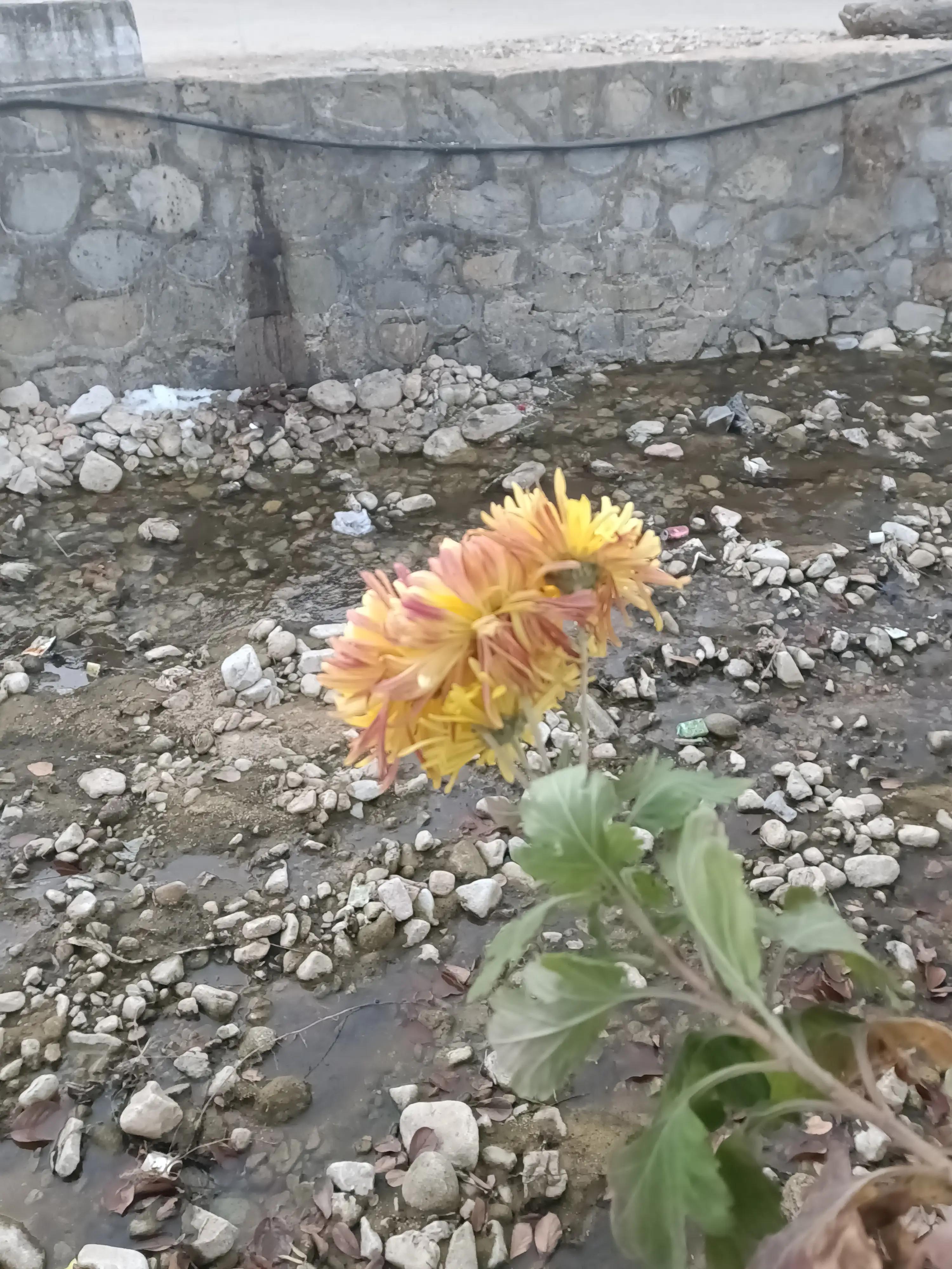 初冬，河渠畔，凋零的美之菊花的气节