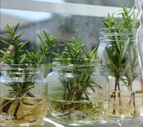 可食用迷迭香盆栽驱蚊植物怎么养,可以吃也可以驱蚊的草