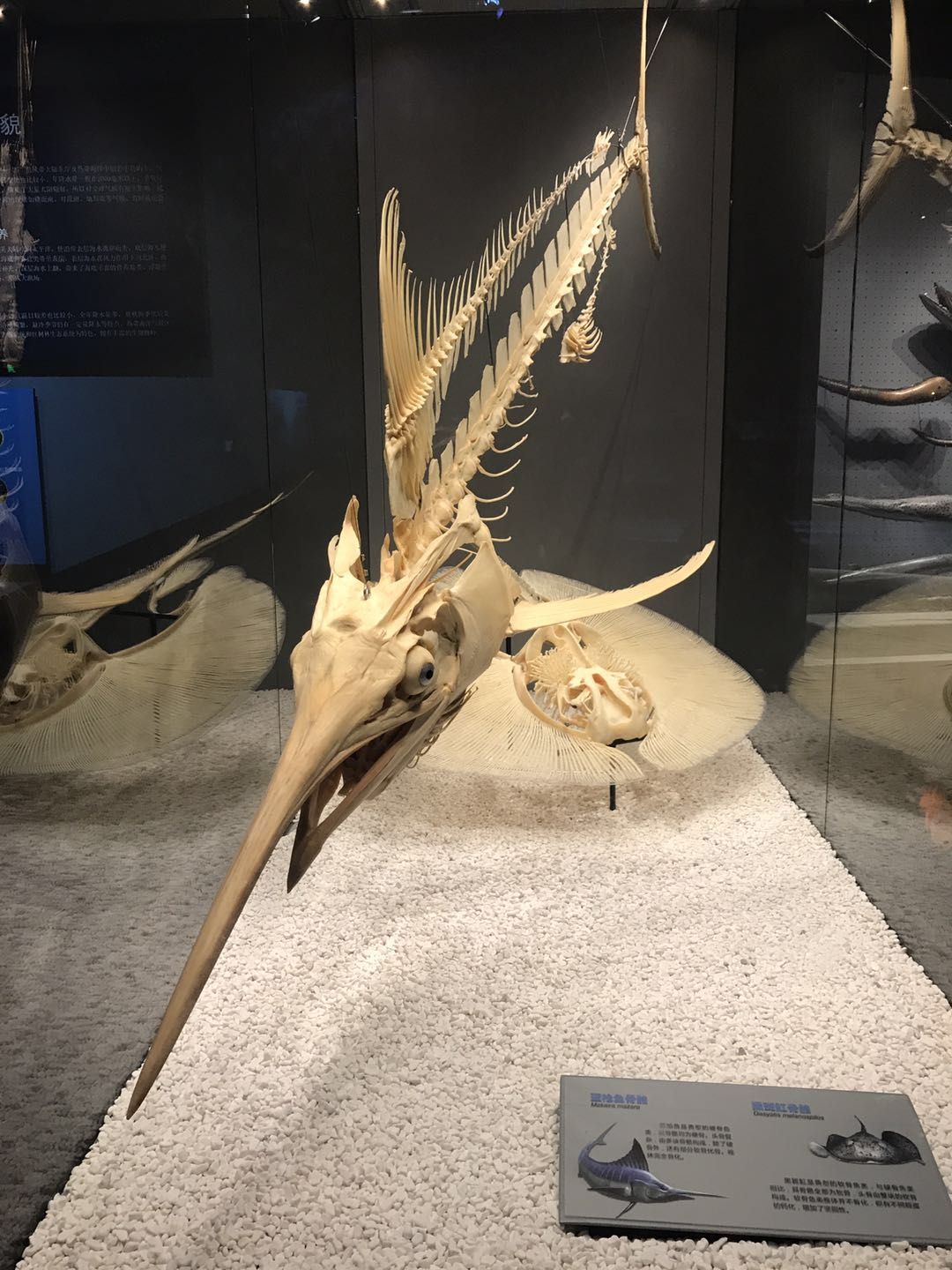 海洋博物馆带孩子游玩攻略,国家海洋博物馆最全攻略来了