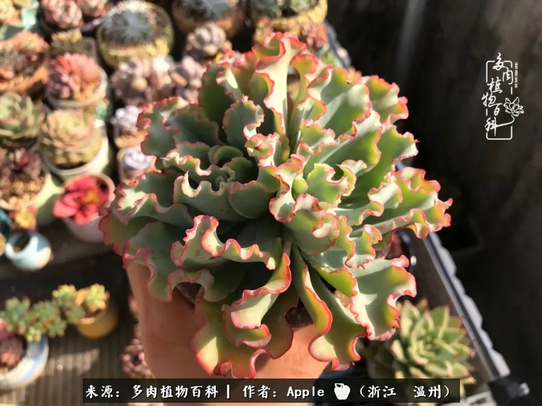 多肉成长记观察记录怎么写,多肉成长记录观察展板