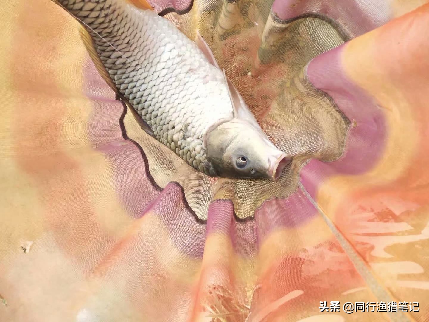 黑坑偷驴好用的饵料,黑坑偷驴时三种常用饵