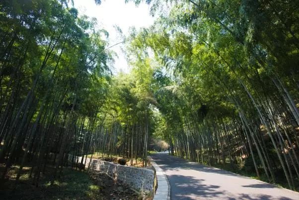 如果有来生，我要做宜兴竹海的一棵竹