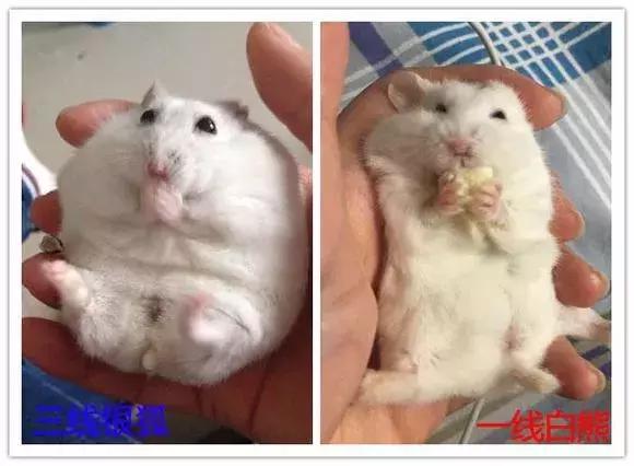仓鼠怎么分辨一线和三线,三线仓鼠大战一线仓鼠