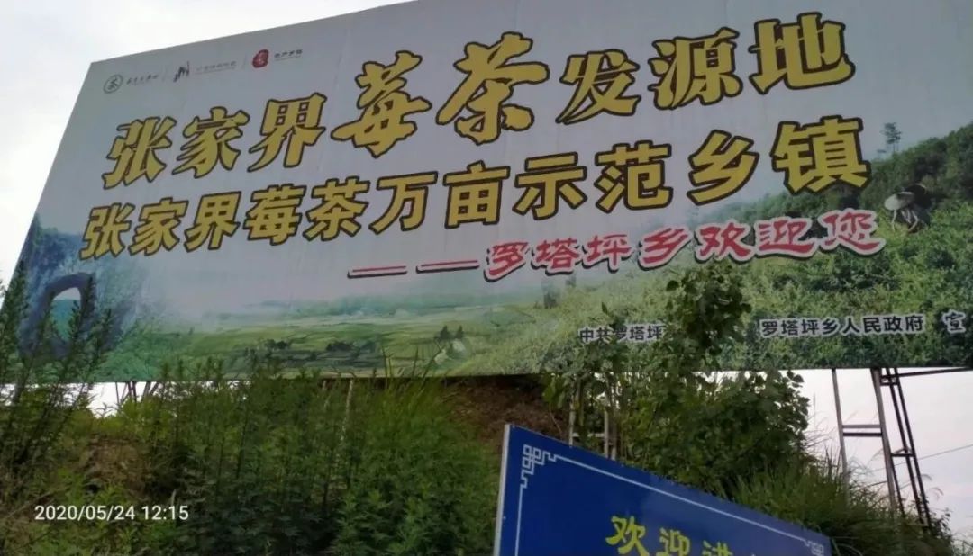 张家界的莓茶酥,张家界的莓茶是什么植物