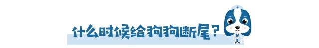 为什么有的狗狗没有尾巴,为啥狗狗没尾巴