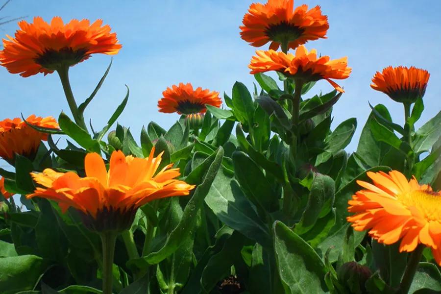 春天开的菊花类花卉大全,春季开花的波斯菊花