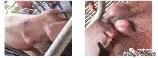 口蹄疫疫苗出现应激反应怎么办,接种流感疫苗后的不良反应