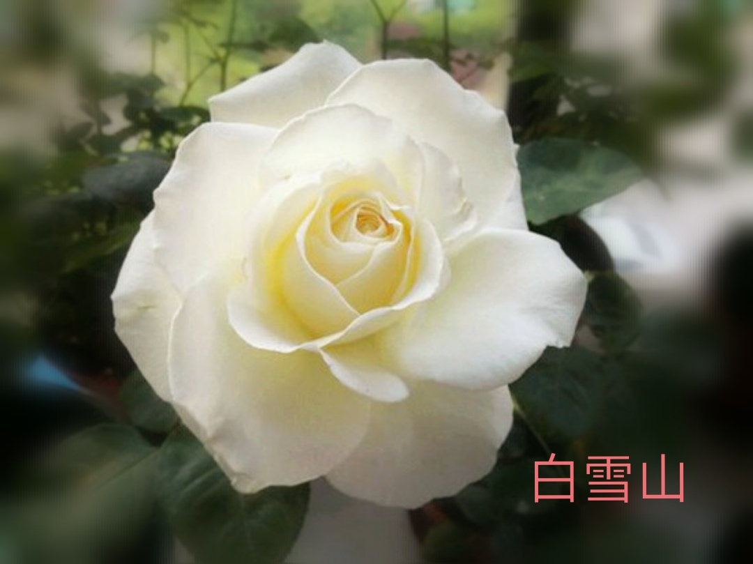 切花火焰月季,适合新手的切花月季