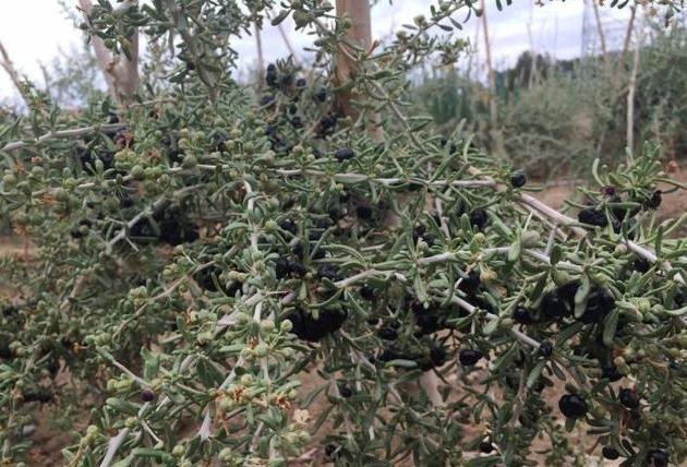 曾被称为“软黄金”1斤800不愁销路，如今神话破灭1斤卖40很费劲