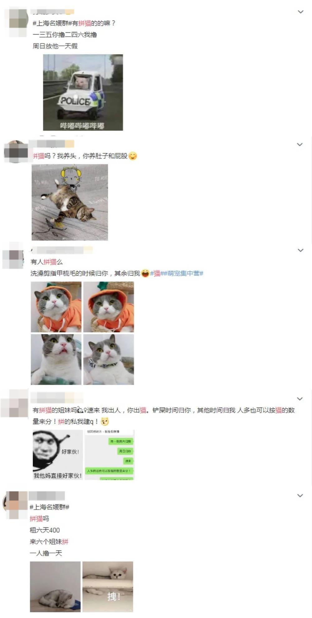 我们一起“拼猫”好不好?乖巧的时候归我,撒泼的时候归你