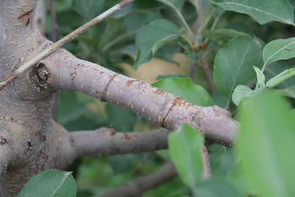 苹果树环切的正确方法,苹果树环切教学