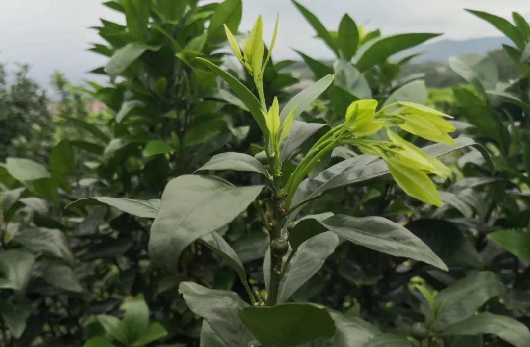 果树怎样管理才能花多果多,果树旺怎样保花保果