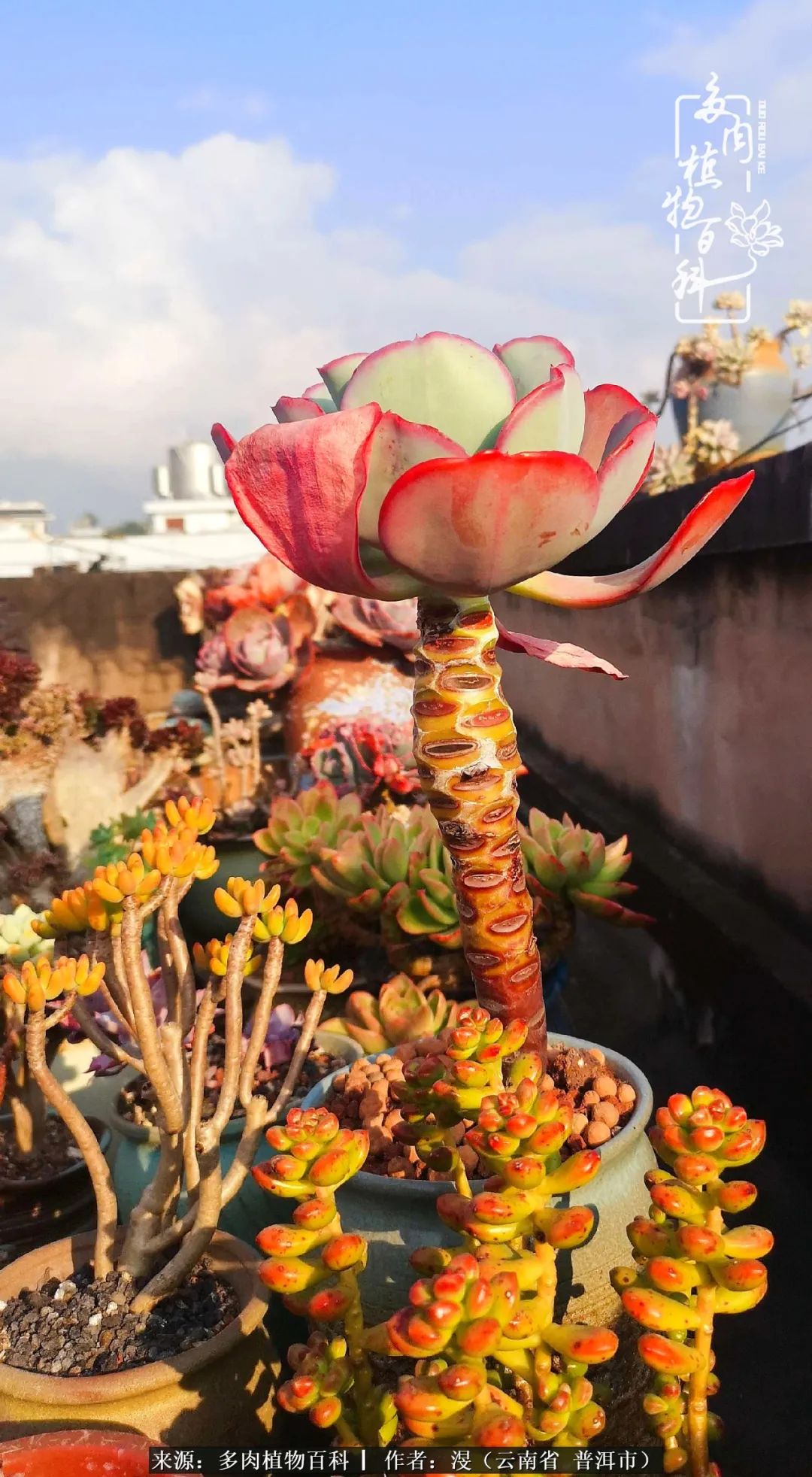 风过留痕讲的啥,风过留痕朗诵