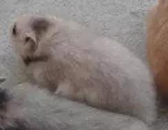 仓鼠的种类习性详细介绍,仓鼠有哪些亚种种类