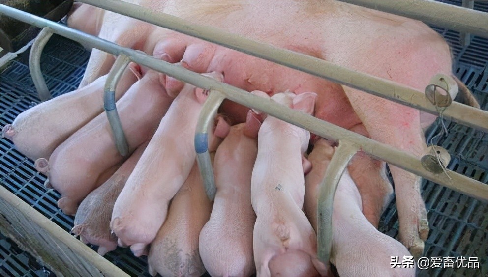 母猪乳房有硬块吃什么药,母猪乳腺硬块怎么消除