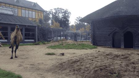 骆驼在澳洲泛滥成灾的原因是什么,澳大利亚为什么不可以养骆驼