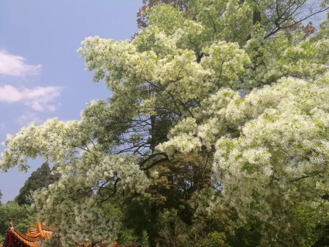 娲佺櫧濡傞洩鐨勬祦鑻忚姳,鑺辫壊娲佺櫧濡傞洩