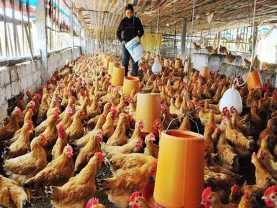 中国养猪一哥,中国养猪第一大户