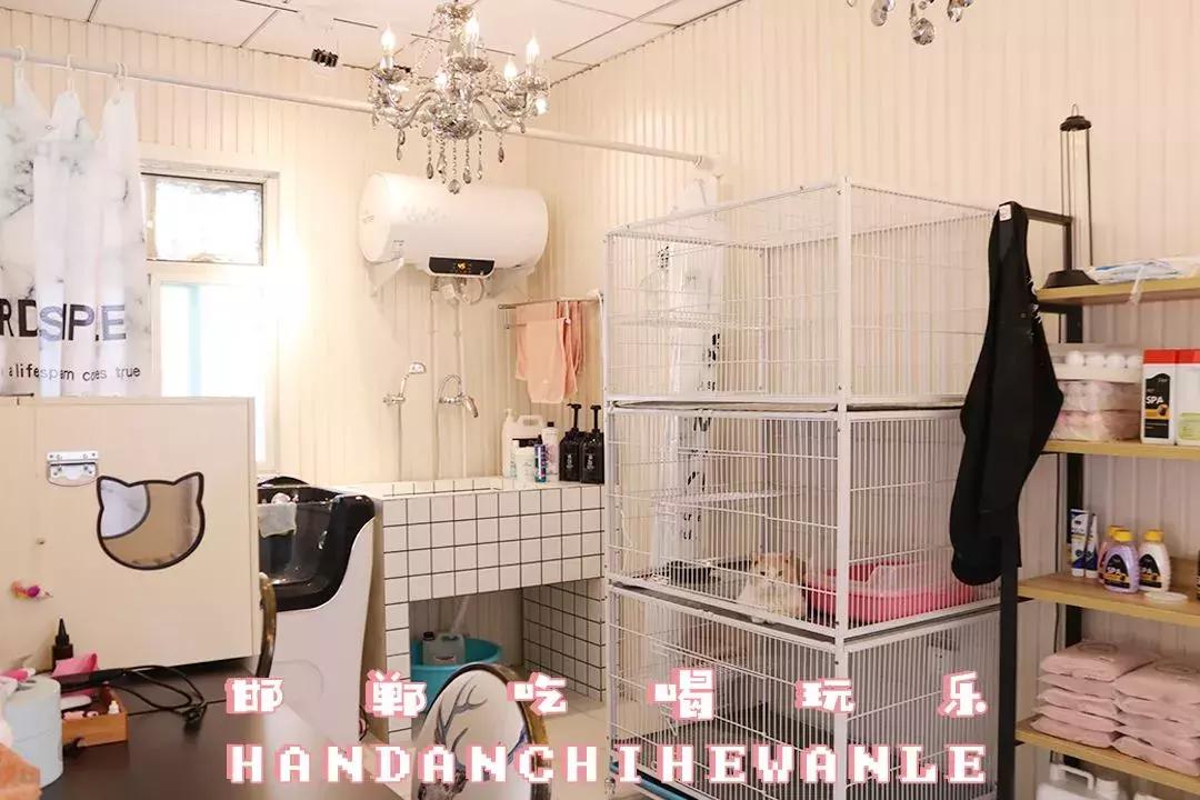 软萌暴击!邯郸这家高颜值猫咖上线,“吸猫”终于提上日程!